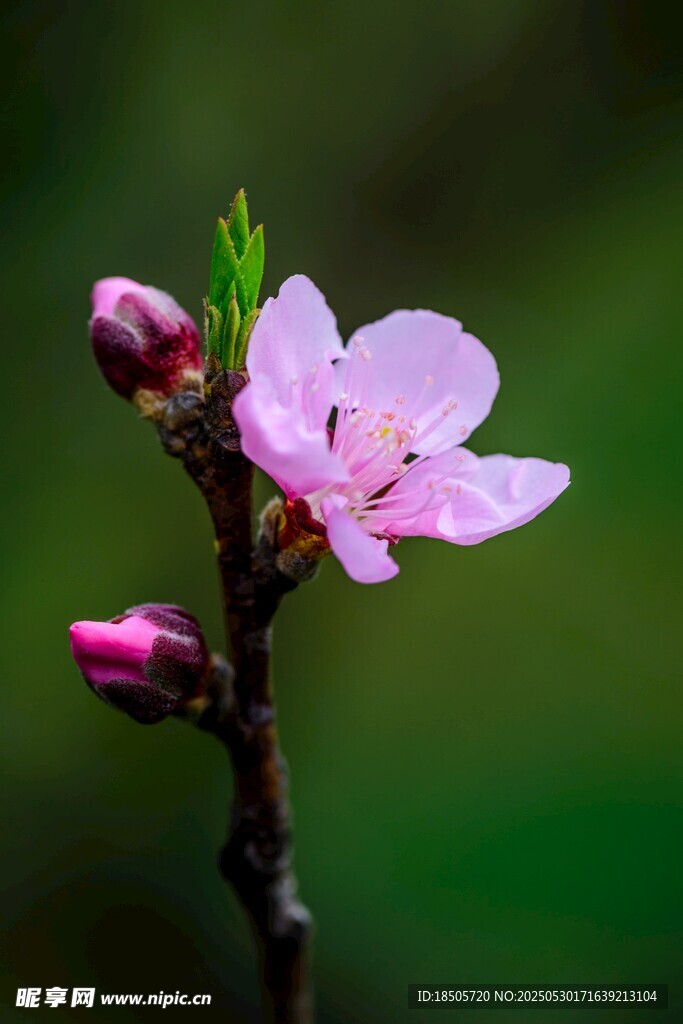 嬌艷桃花綻放枝頭