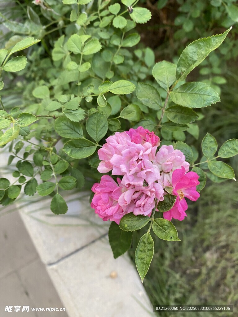 薔薇花