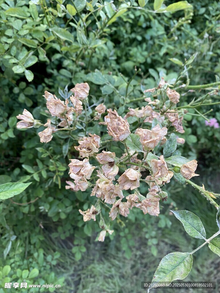 薔薇花