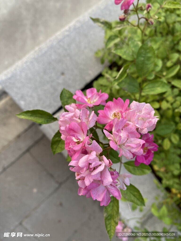 薔薇花