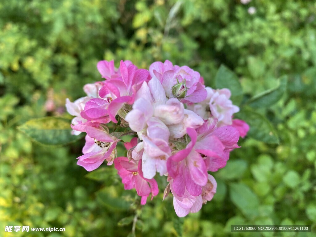 薔薇 