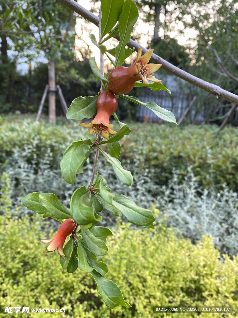 紅石榴