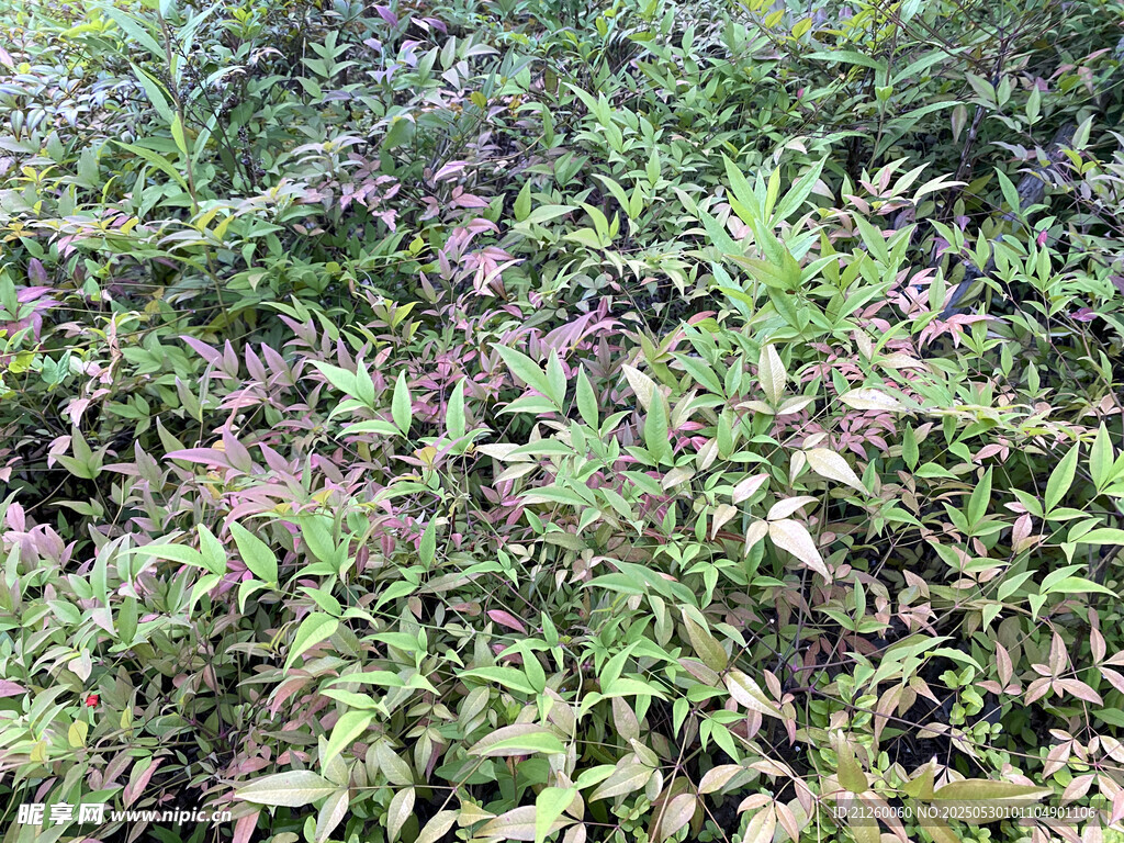 南天竹