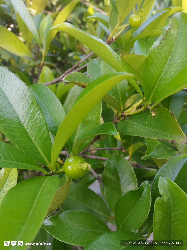 巴西櫻桃
