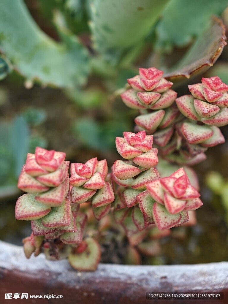 盆中嬌艷多肉植物綻放