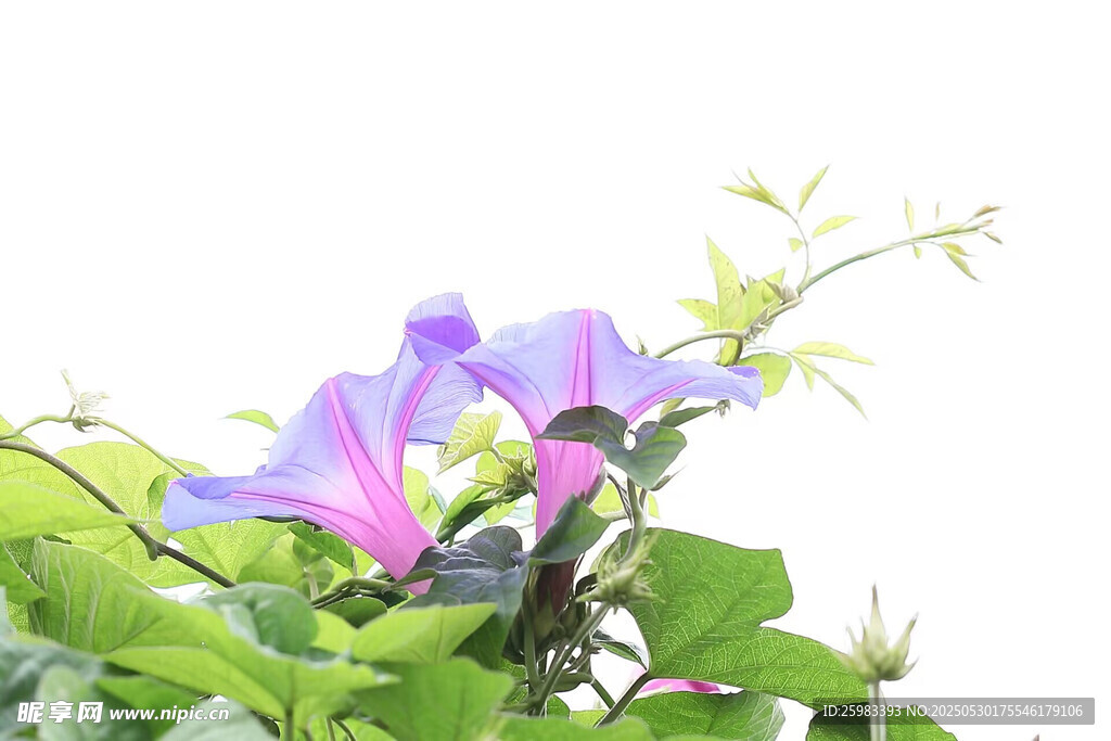 牽牛花