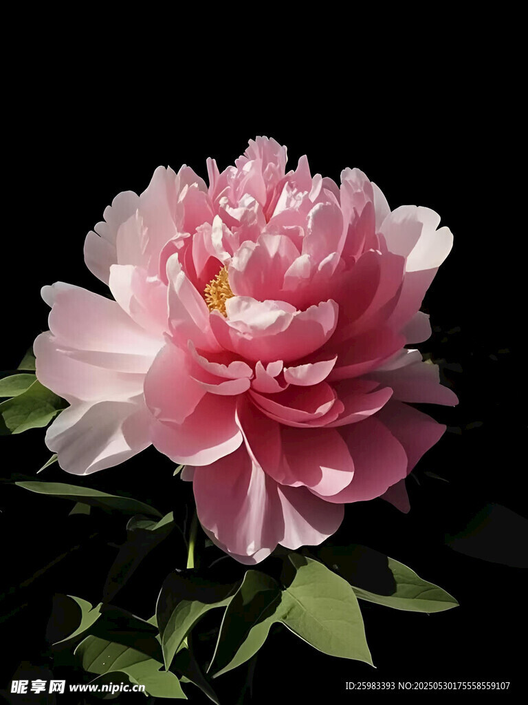 牡丹花