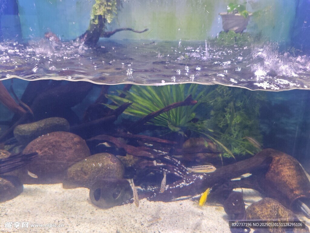 熱帶魚