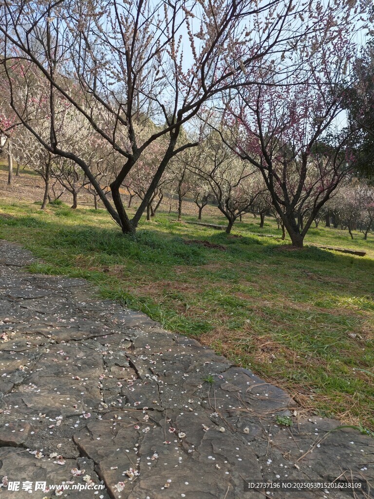 梅園