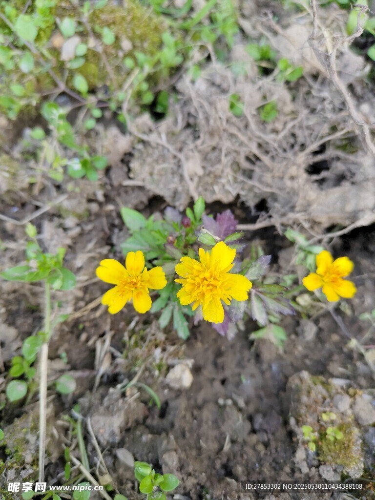 地面綻放的三朵黃色小花