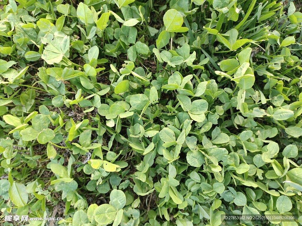 翠綠鮮嫩的綠葉植物