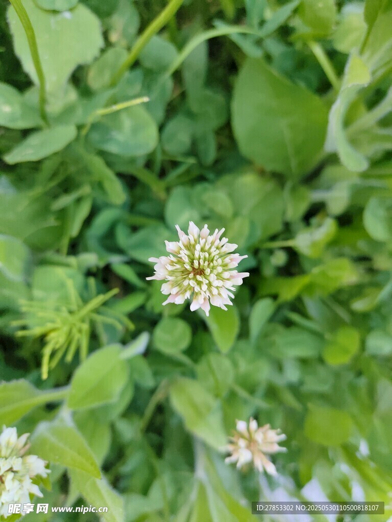 綠葉叢中的白色小花