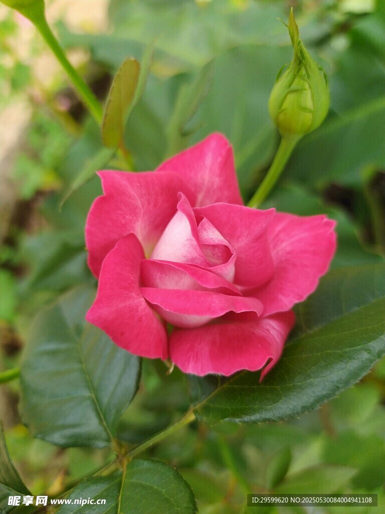 嬌艷紅玫瑰綻放綠葉間