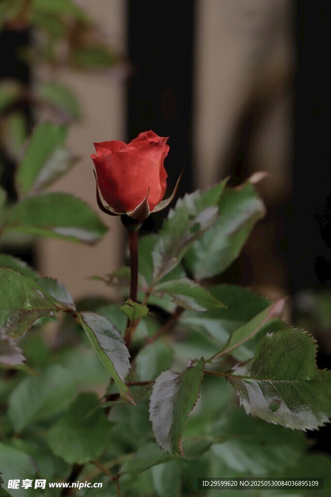 嬌艷紅玫瑰綻放綠葉間