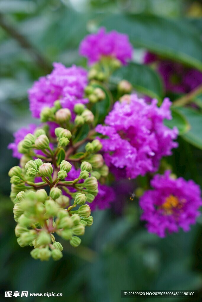 紫薇花簇綻放