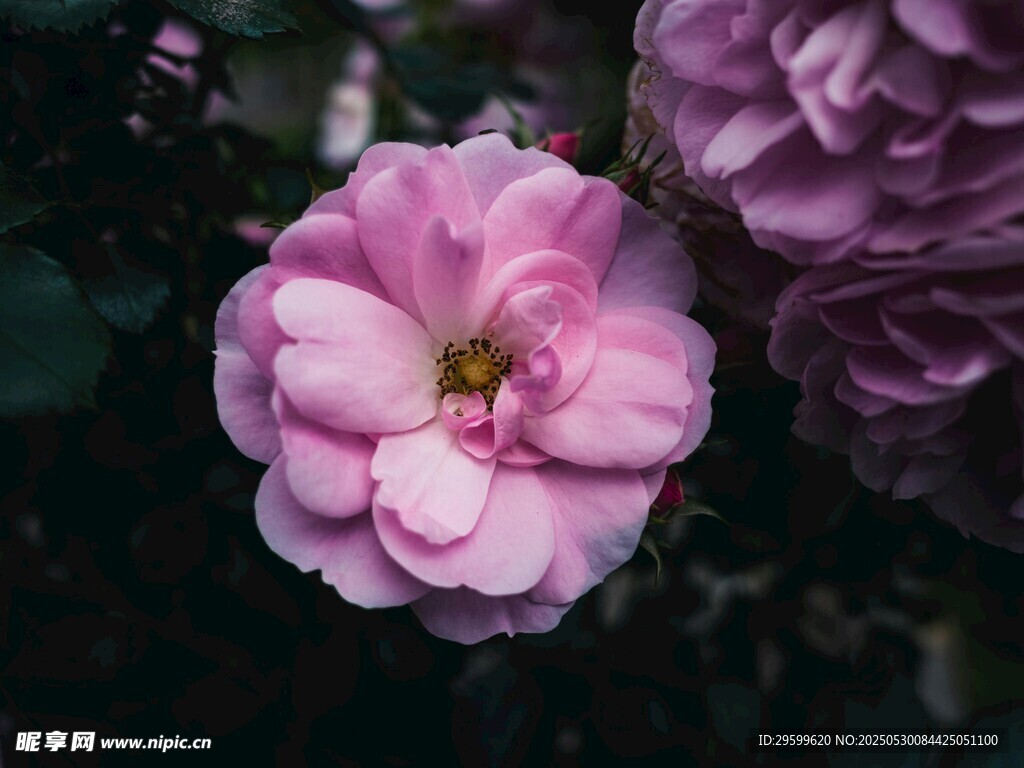 嬌艷粉色花朵特寫(xiě)