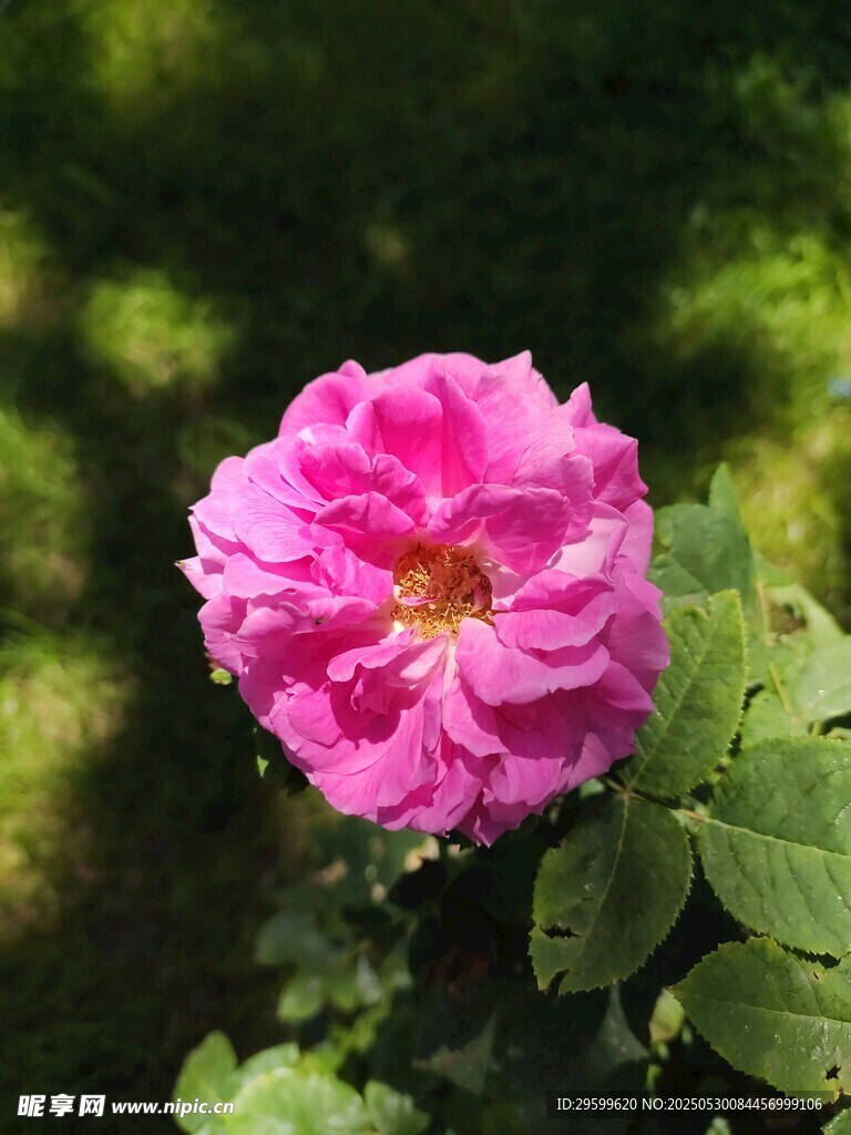 嬌艷粉色薔薇花綻放