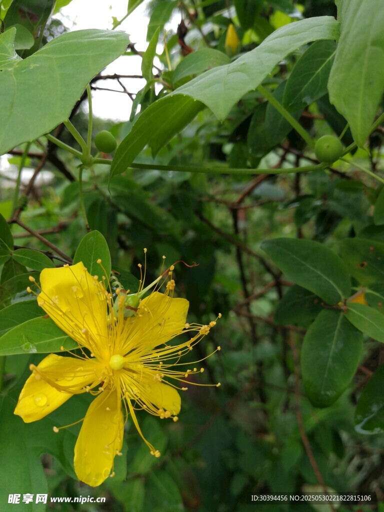 黃色小花綻放綠葉間