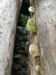 樹干上生長的菌類植物