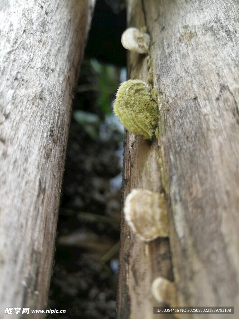 樹干上生長的菌類植物
