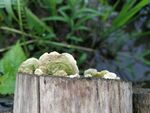 樹樁上的綠色菌類