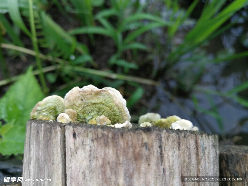 樹樁上的綠色菌類
