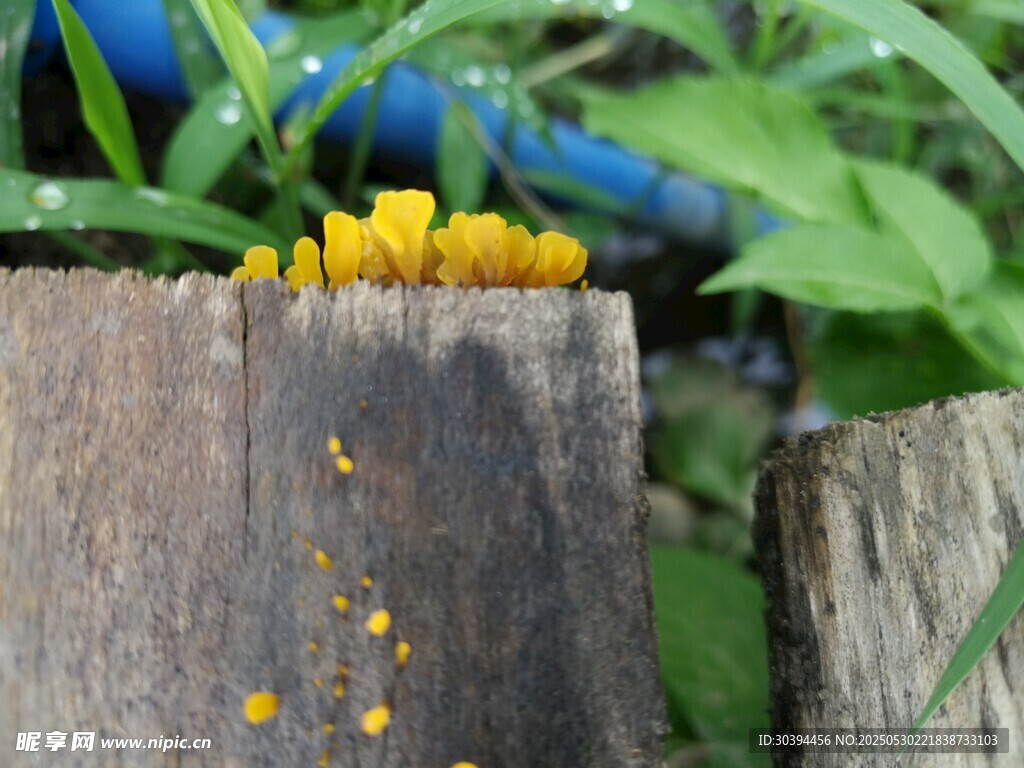 木樁上的黃色小花