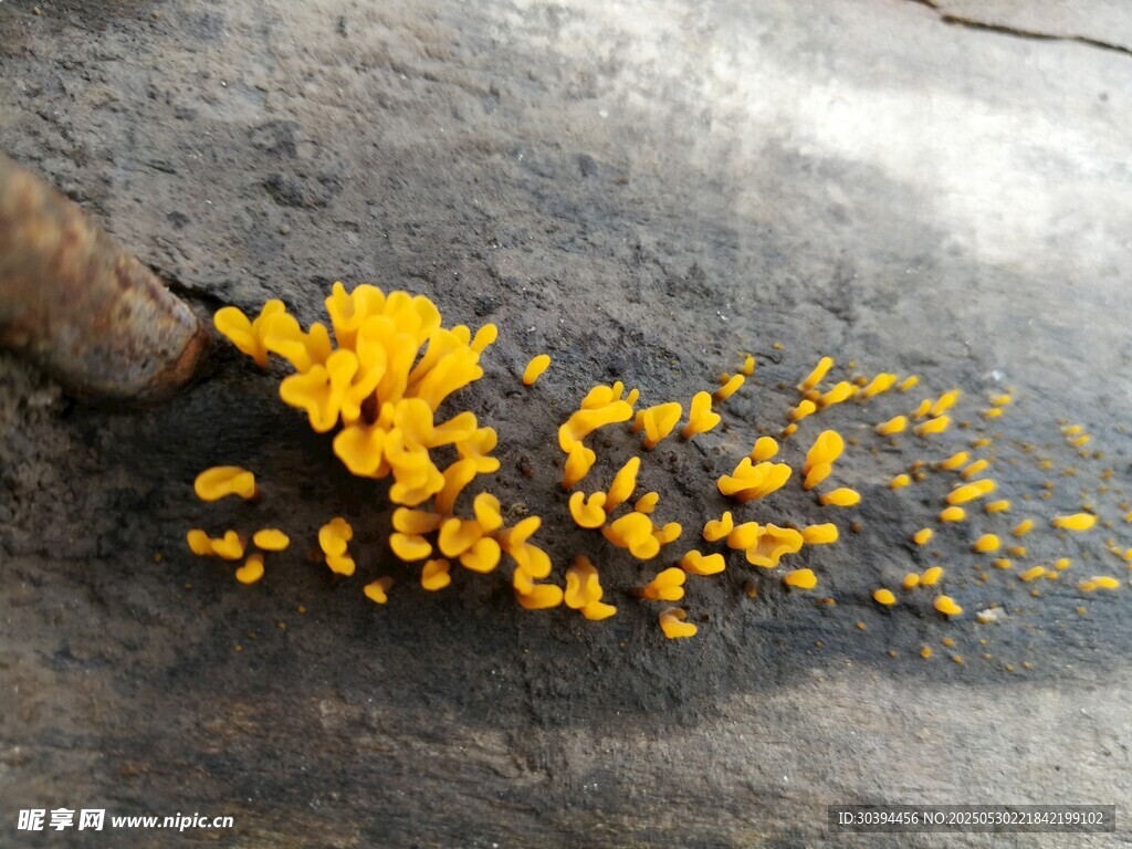 地上散落的黃色花瓣