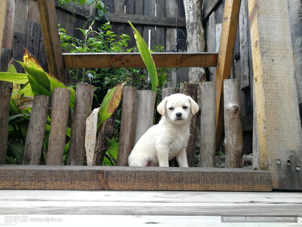 小白狗坐于木梯上