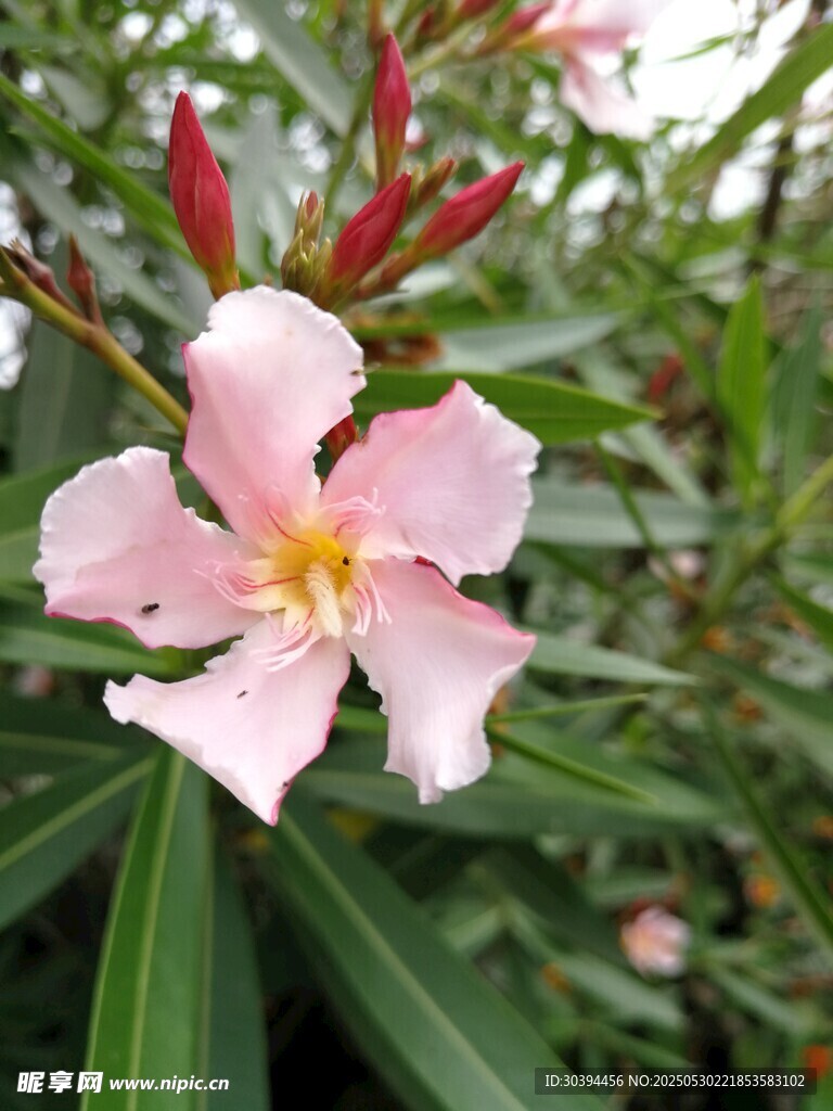 嬌艷夾竹桃綻放