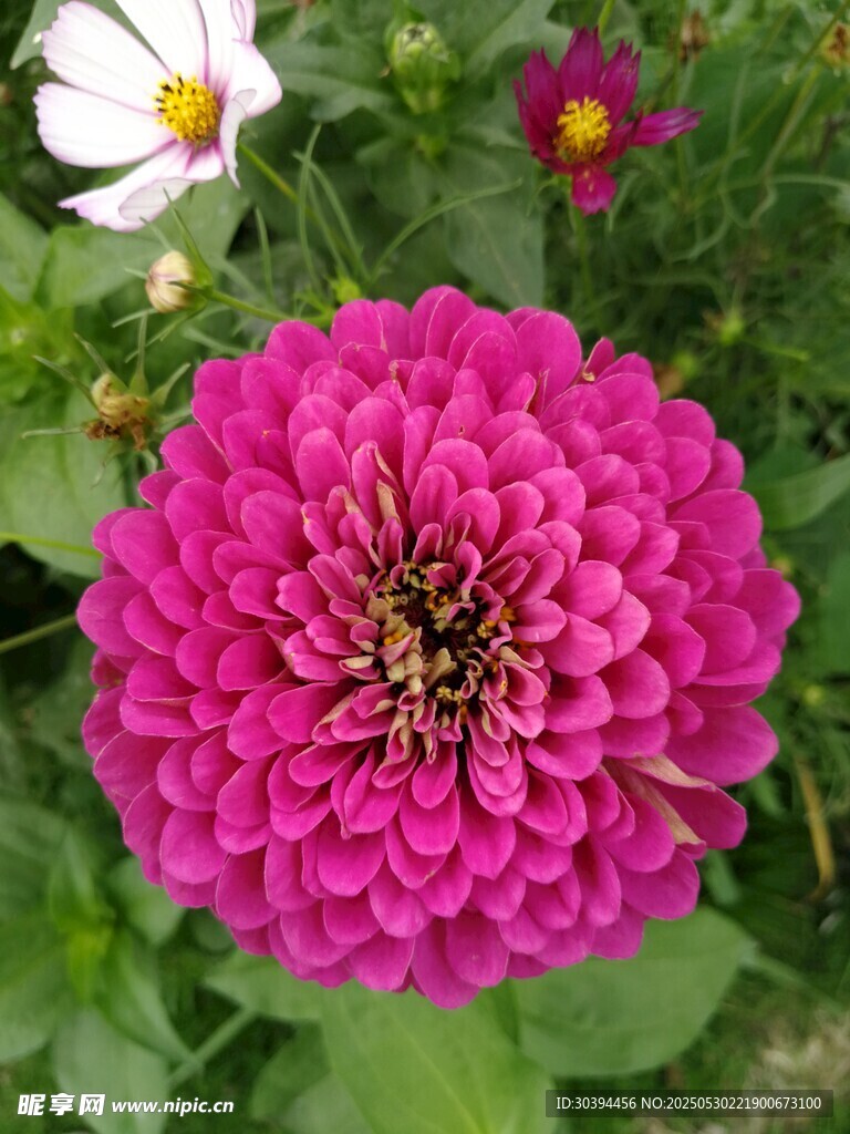 艷麗粉色花朵綻放