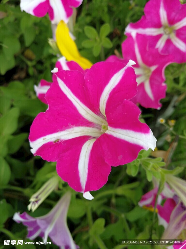 粉色條紋矮牽牛花綻放