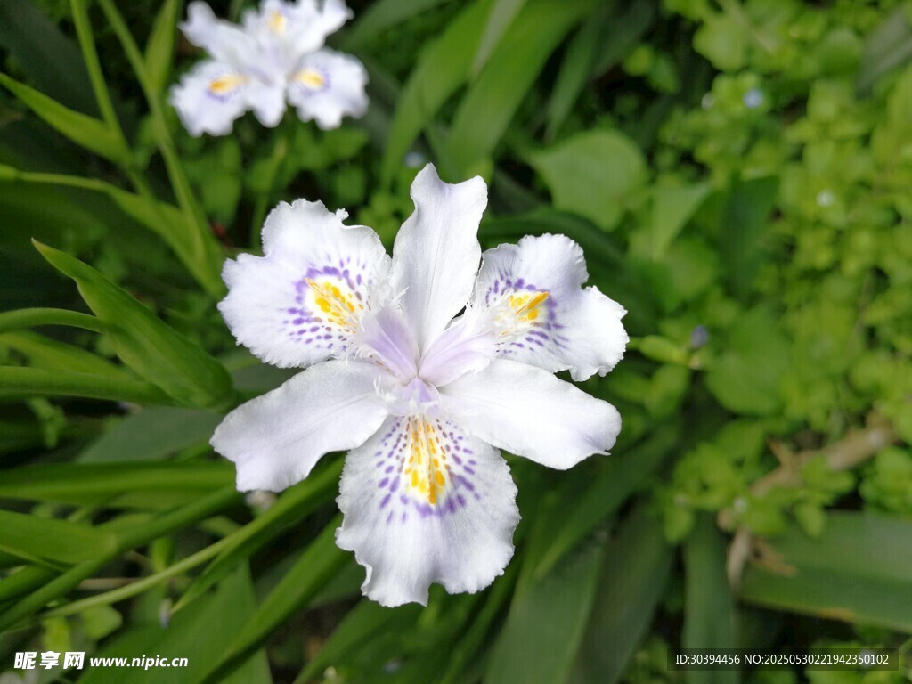 白色鳶尾花綻放于綠葉間