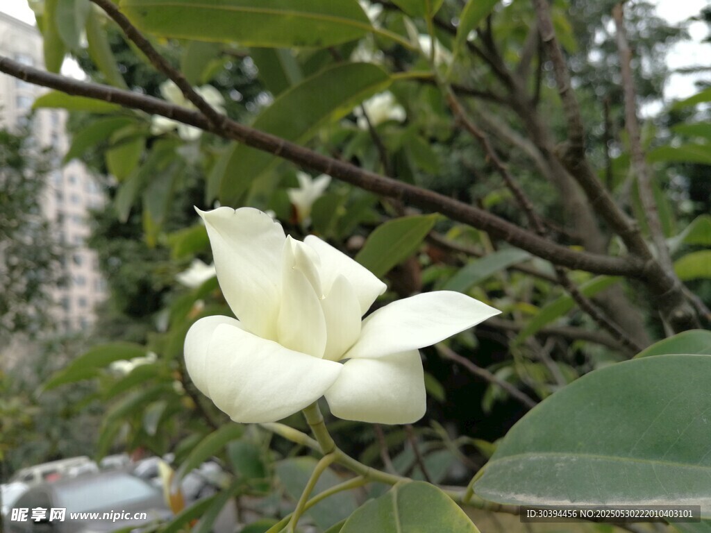 枝頭綻放的潔白花朵