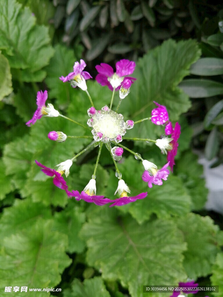 美麗綻放的紫色花卉植物