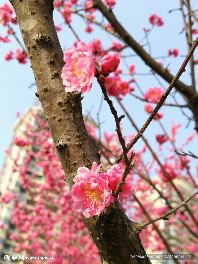 枝頭綻放的粉嫩梅花