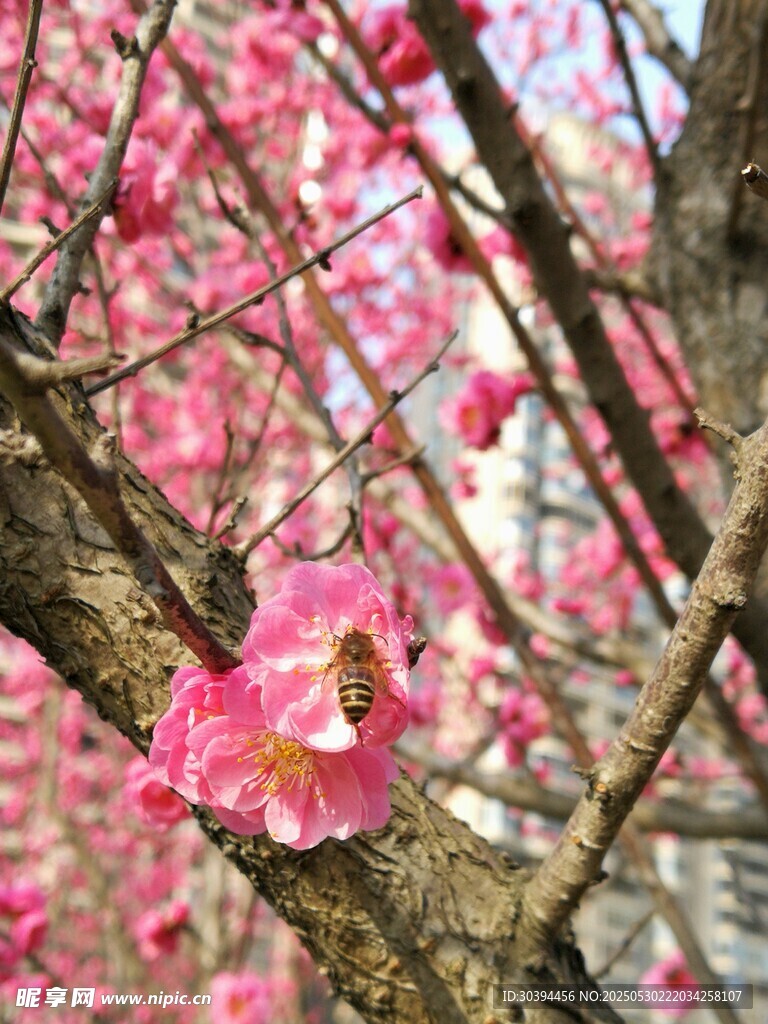 枝頭綻放的嬌艷粉色梅花