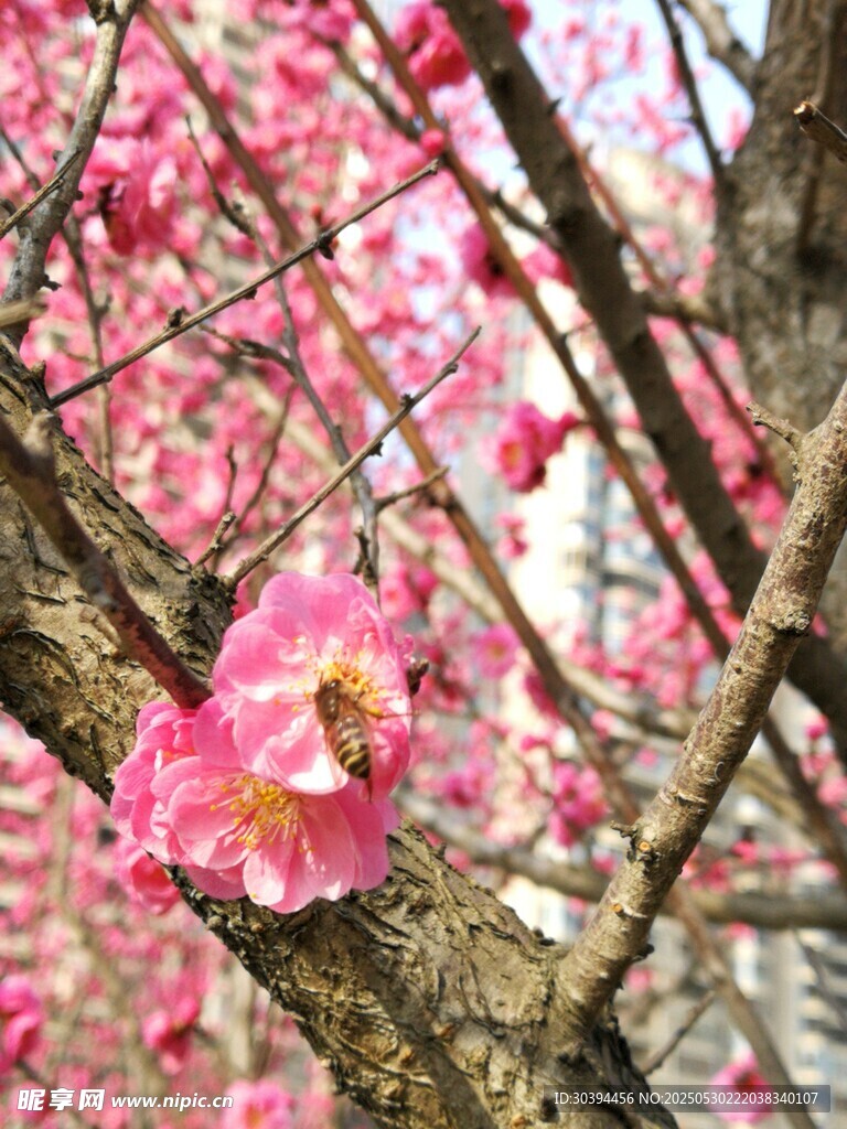嬌艷綻放的粉色梅花
