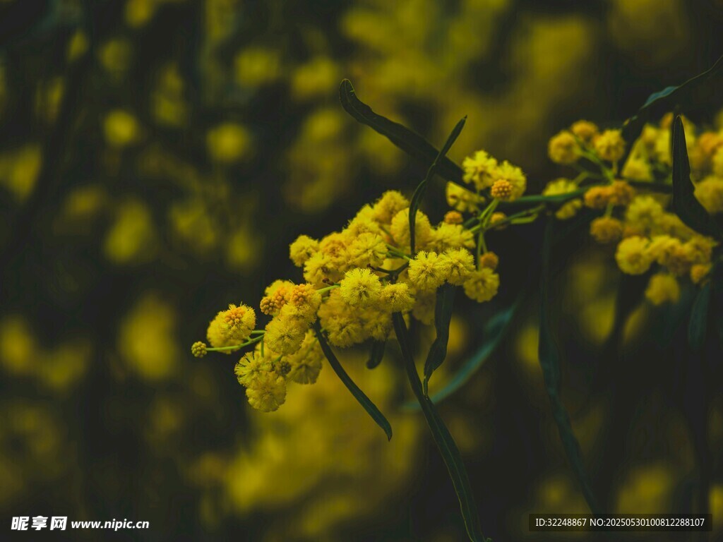 金黃綻放的美麗金合歡花
