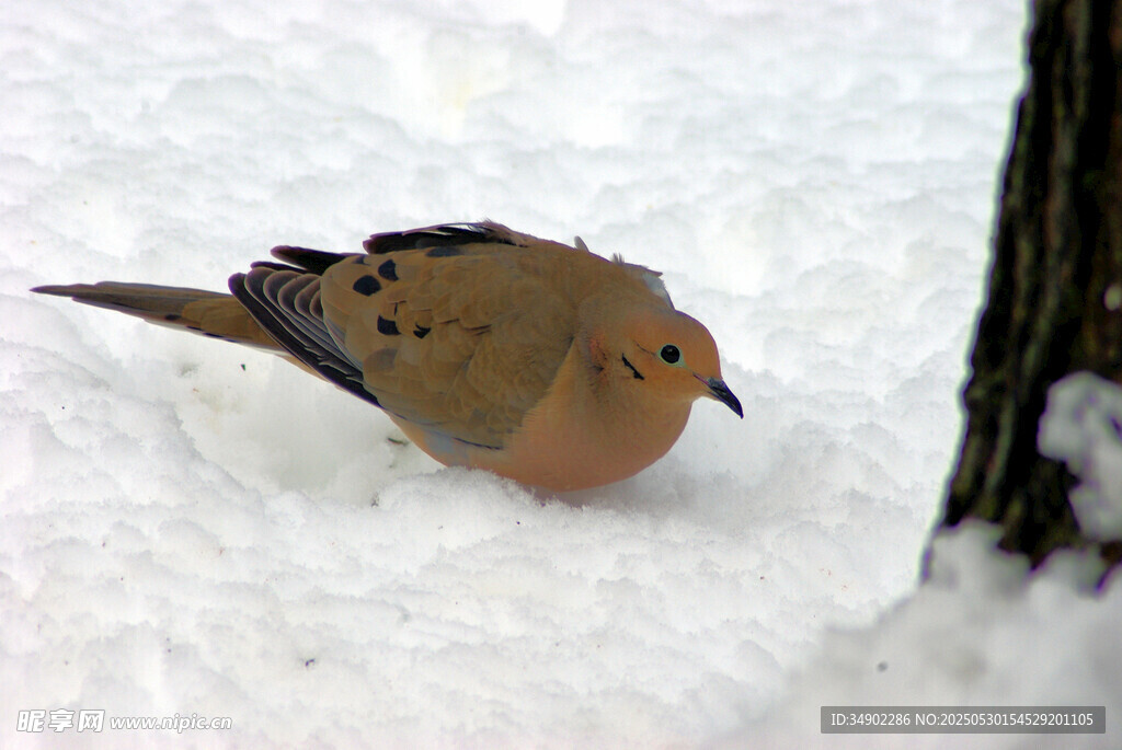 雪地上的斑鳩