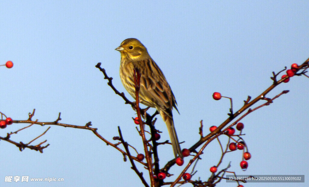 枝頭黃鳥伴紅果