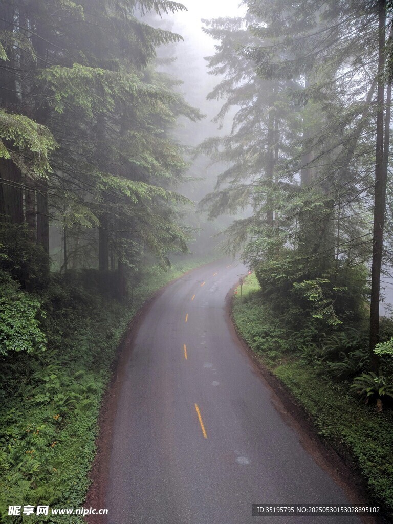 霧中蜿蜒的森林公路