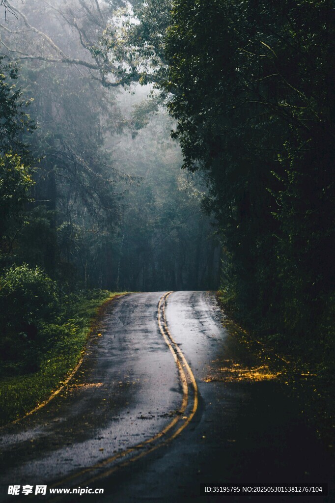 霧中蜿蜒的林間濕路