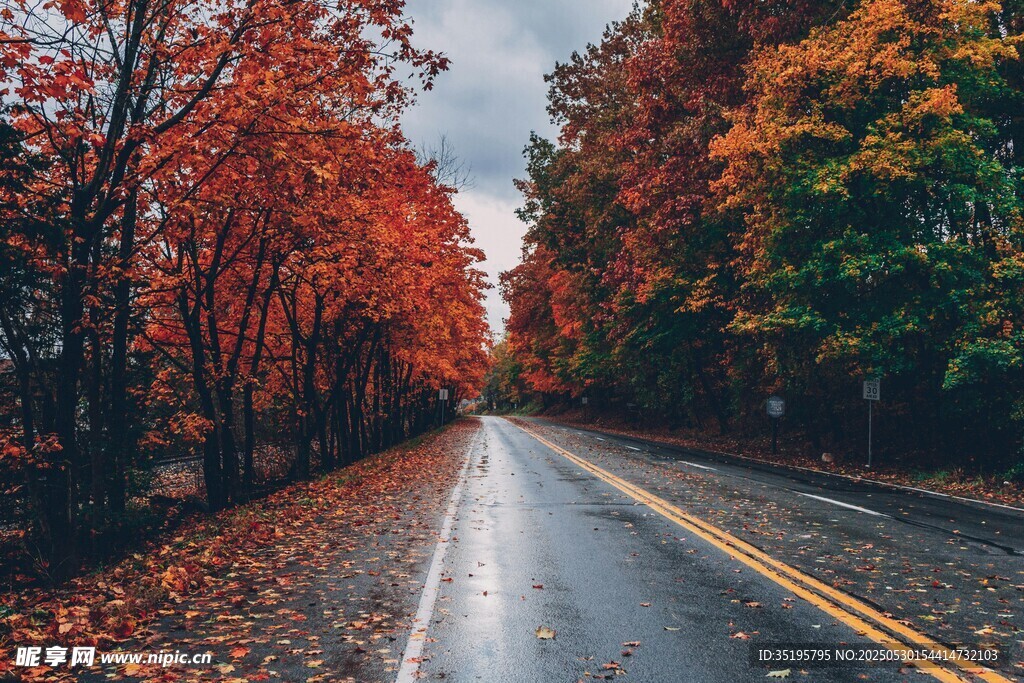秋日紅葉鋪就的靜謐道路