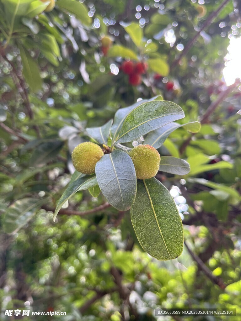 楊梅