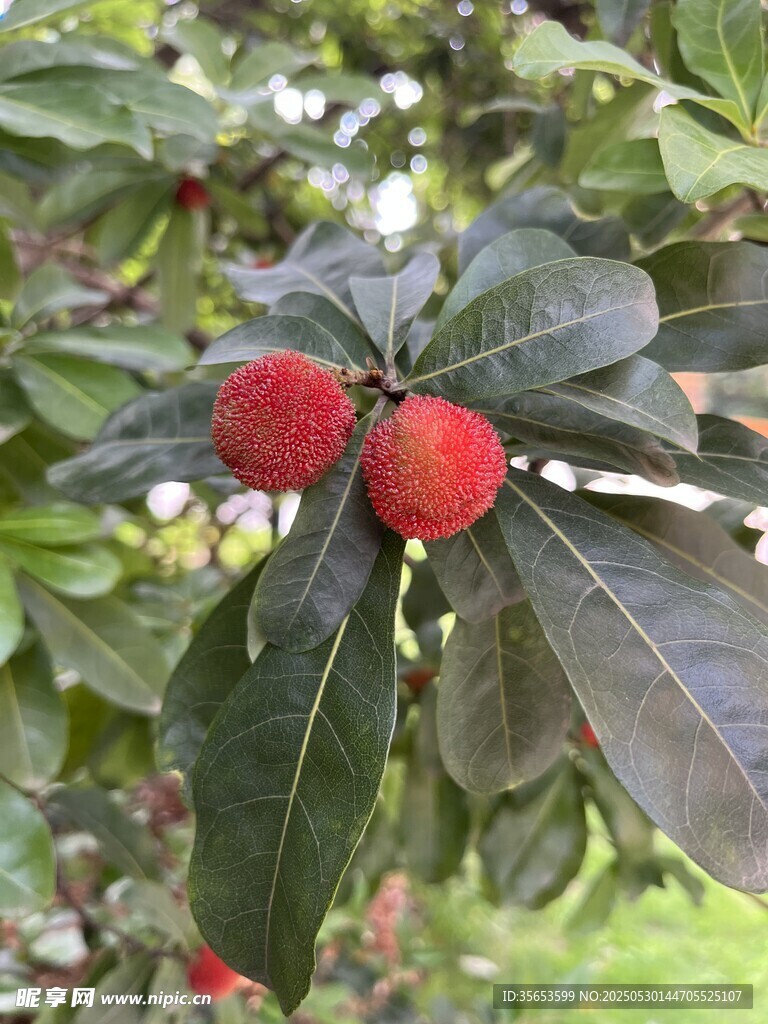 楊梅