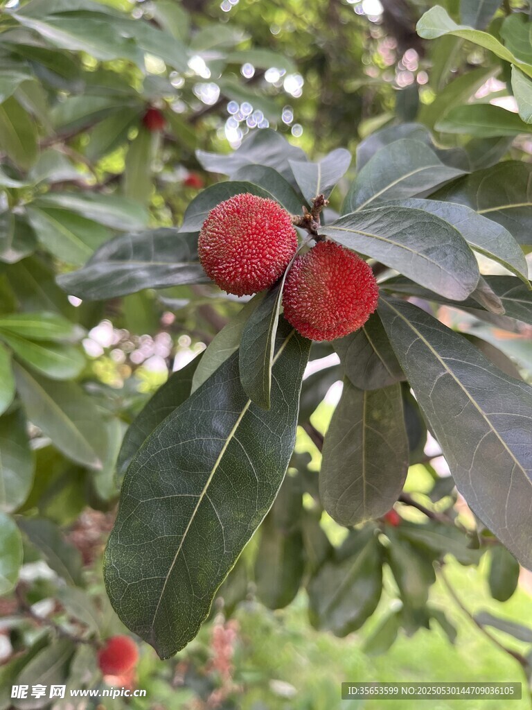 楊梅