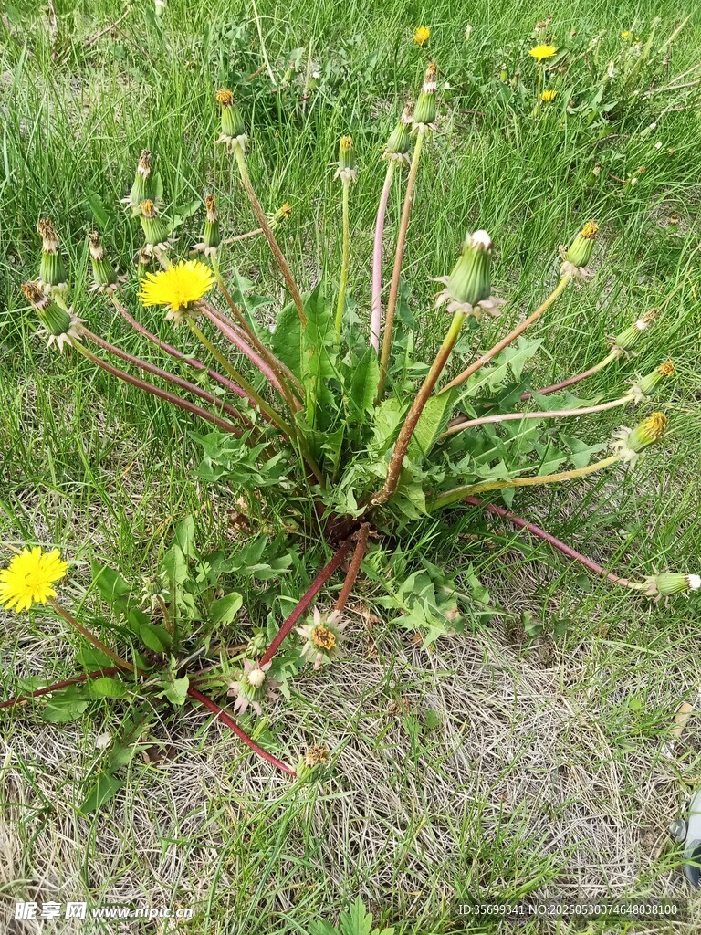 草地上的黃色蒲公英植株
