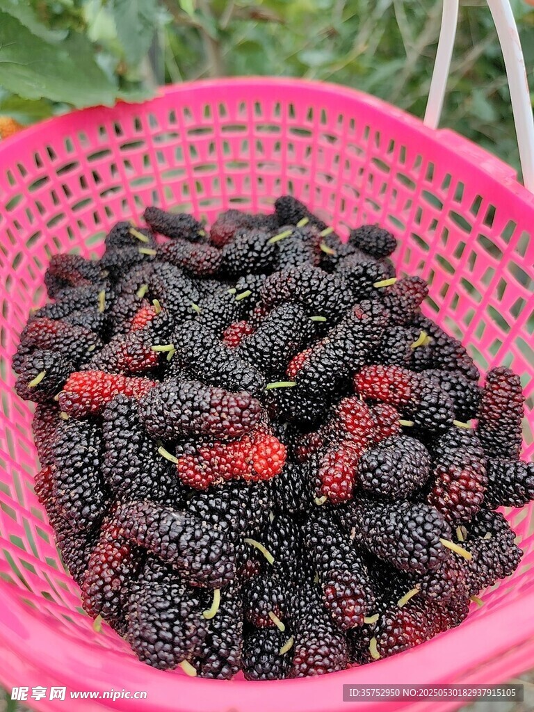 粉色籃中飽滿的桑葚果實