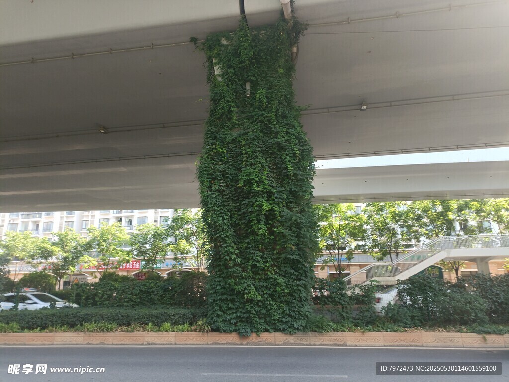 高架橋柱上的繁茂綠植
